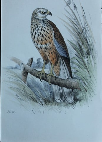 HL Meyer - Chromolithograph of Marsh Harrier 1857: This engraving is by Henry Leonard Meyer from Illustrations of British Birds and Their Eggs, published by Willis and Sotheran, London 1857. Meyer specialised in ornithological subjects and was assiste