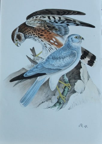 HL Meyer - Chromolithograph of Montagu's Harrier 1857: This engraving is by Henry Leonard Meyer from Illustrations of British Birds and Their Eggs, published by Willis and Sotheran, London 1857. Meyer specialised in ornithological subjects and was assiste