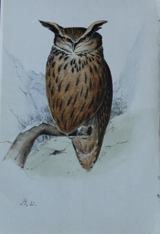 HL Meyer - Chromolithograph of Eagle Owl 1857: This engraving is by Henry Leonard Meyer from Illustrations of British Birds and Their Eggs, published by Willis and Sotheran, London 1857. Meyer specialised in ornithological subjects and was assiste