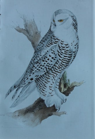 HL Meyer - Chromolithograph of Snowy Owl 1857: This engraving is by Henry Leonard Meyer from Illustrations of British Birds and Their Eggs, published by Willis and Sotheran, London 1857. Meyer specialised in ornithological subjects and was assiste