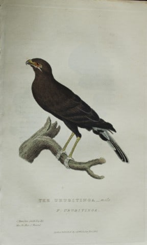 Baron Cuvier - The Urubitinga 1829: This antique engraving is from the English edition of The Animal Kingdom by Baron Georges Cuvier. Published by GB Whittaker & Co, London 1828-29.Artists who contributed to this work were Landseer, Sow