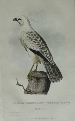 Baron Cuvier - Prince Maximilian's Crested Hawk 1829: This antique engraving is from the English edition of The Animal Kingdom by Baron Georges Cuvier. Published by GB Whittaker & Co, London 1828-29.Artists who contributed to this work were Landseer, Sow