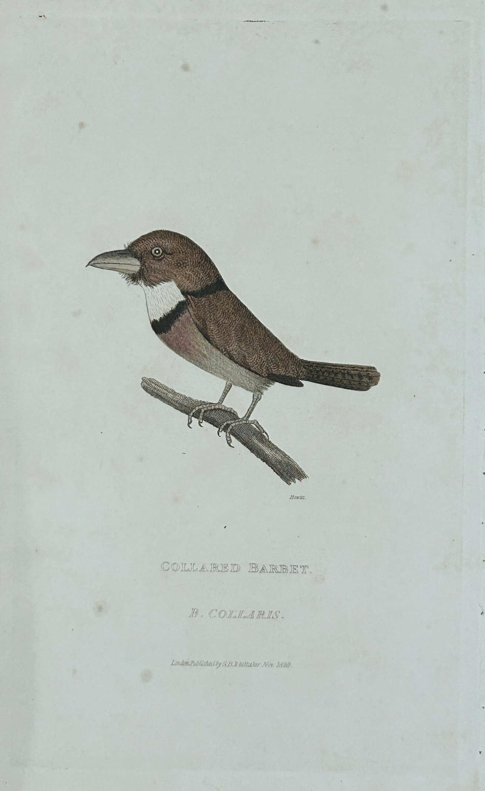 Baron Cuvier - Collared Barbet 1829: This antique engraving is from the English edition of The Animal Kingdom by Baron Georges Cuvier. Published by GB Whittaker & Co, London 1828-29.Artists who contributed to this work were Landseer, Sow