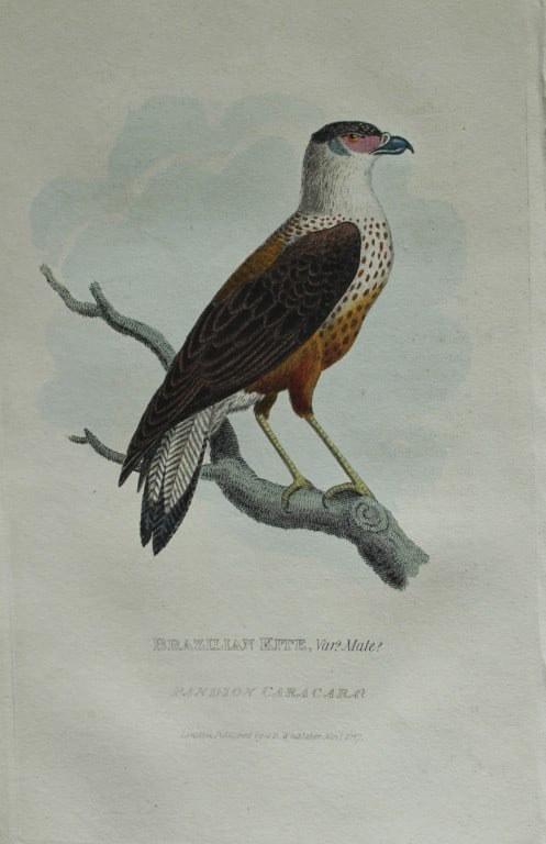 Baron Cuvier - Brazilian Kite 1829: This antique engraving is from the English edition of The Animal Kingdom by Baron Georges Cuvier. Published by GB Whittaker & Co, London 1828-29.Artists who contributed to this work were Landseer, Sow