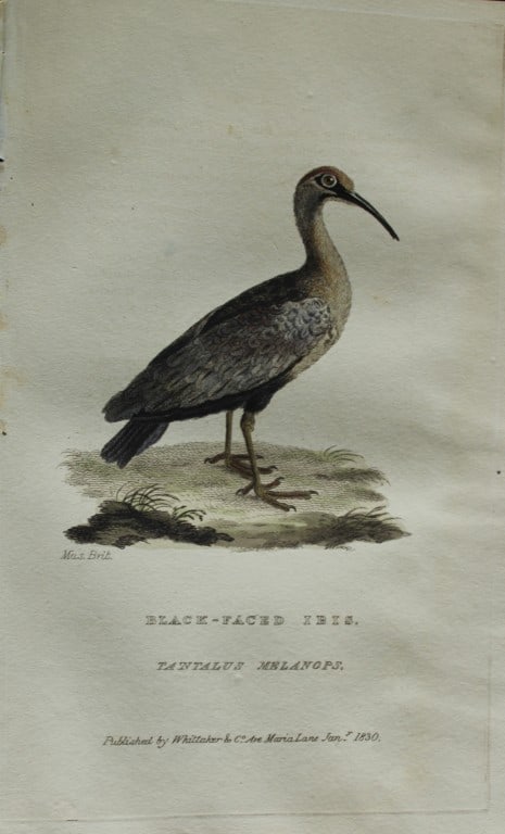 Baron Cuvier - Black-faced Ibis 1829: This antique engraving is from the English edition of The Animal Kingdom by Baron Georges Cuvier. Published by GB Whittaker & Co, London 1828-29.Artists who contributed to this work were Landseer, Sow