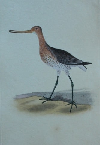 Edward Donovan - Hand-coloured engraving of male Red Godwit 1794: This hand coloured engraving is from The Natural History of British Birds by Edward Donovan, published in 1794-1819 in London and printed by F & C Rivington. Size: 5 ?in x 9 ? in (14cm x 23.5cm)