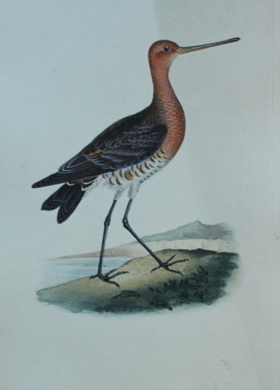 Edward Donovan - Hand-coloured engraving of female Red Godwit 1794: This hand coloured engraving is from The Natural History of British Birds by Edward Donovan, published in 1794-1819 in London and printed by F & C Rivington. Size: 5 ?in x 9 ? in (14cm x 23.5cm)
