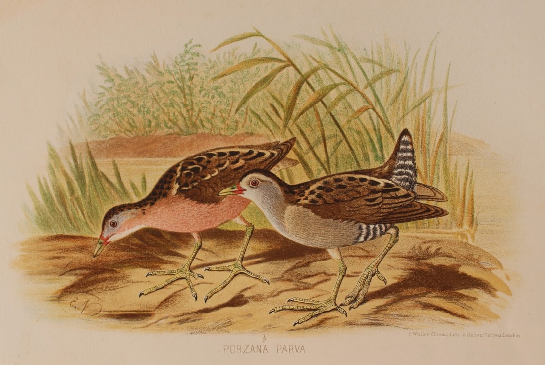 E Neale - Little Crake from Indian Game Birds 1879: This chromolithograph is from The Game Birds of India, Burma & Ceylon by Allan Octavian Hume and Charles Henry Tilson Marshall. Published Calcutta 1879. This work provides a fine collection of chromol