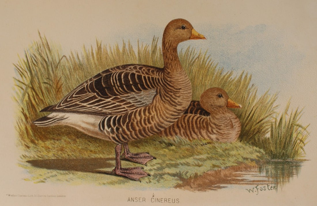 W Foster - Grey Lag Goose from Indian Game Birds 1879 (1 of 1)