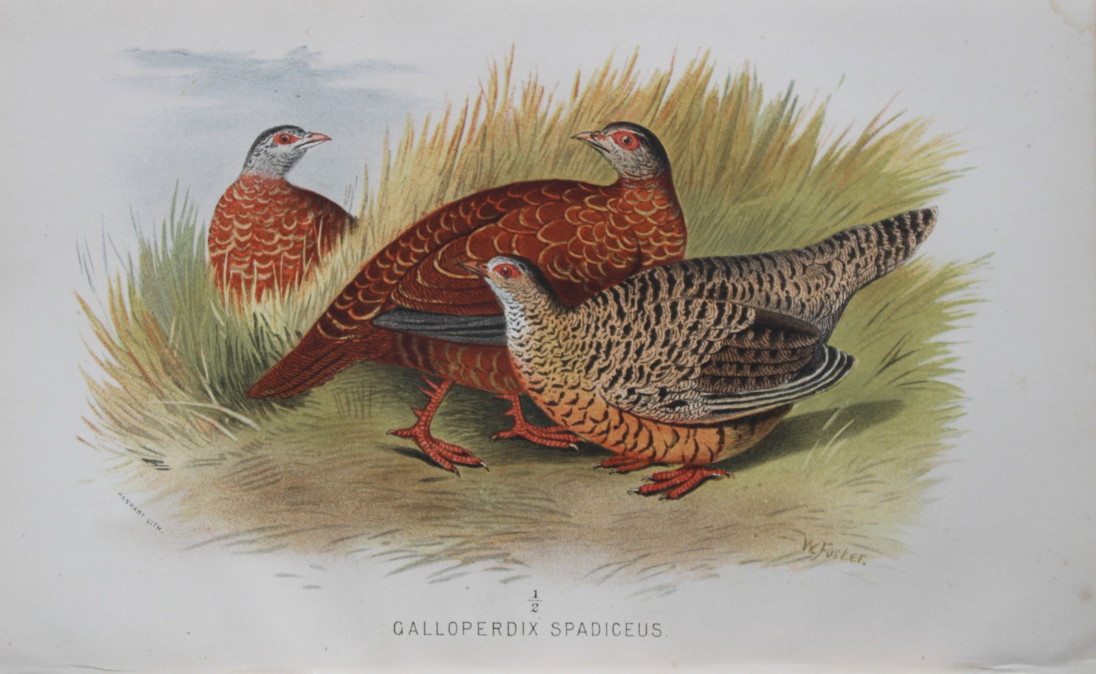 W Foster - Red Spur Fowl from Game Birds of India, Burmah and Ceylon 1879 (1 of 1)