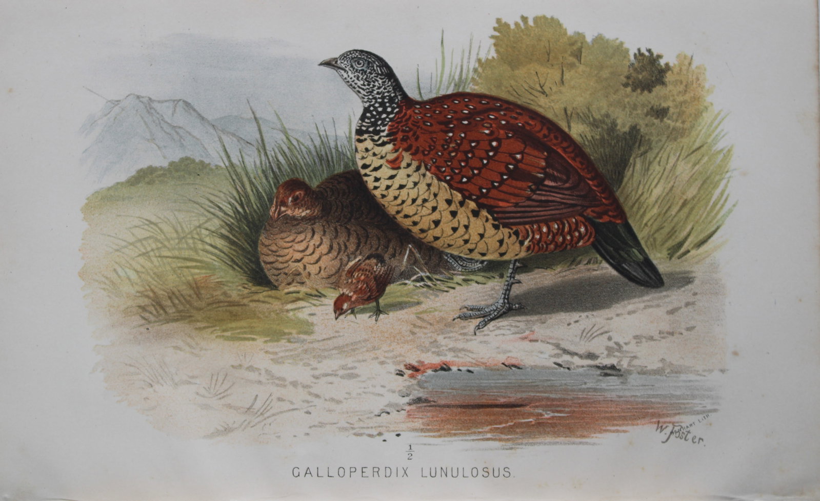 W Foster - Painted Spur Fowl from Game Birds of India, Burmah and Ceylon 1879: This chromolithograph is from The Game Birds of India, Burma & Ceylon by Allan Octavian Hume and Charles Henry Tilson Marshall. Published Calcutta 1879. This work provides a fine collection of chromol