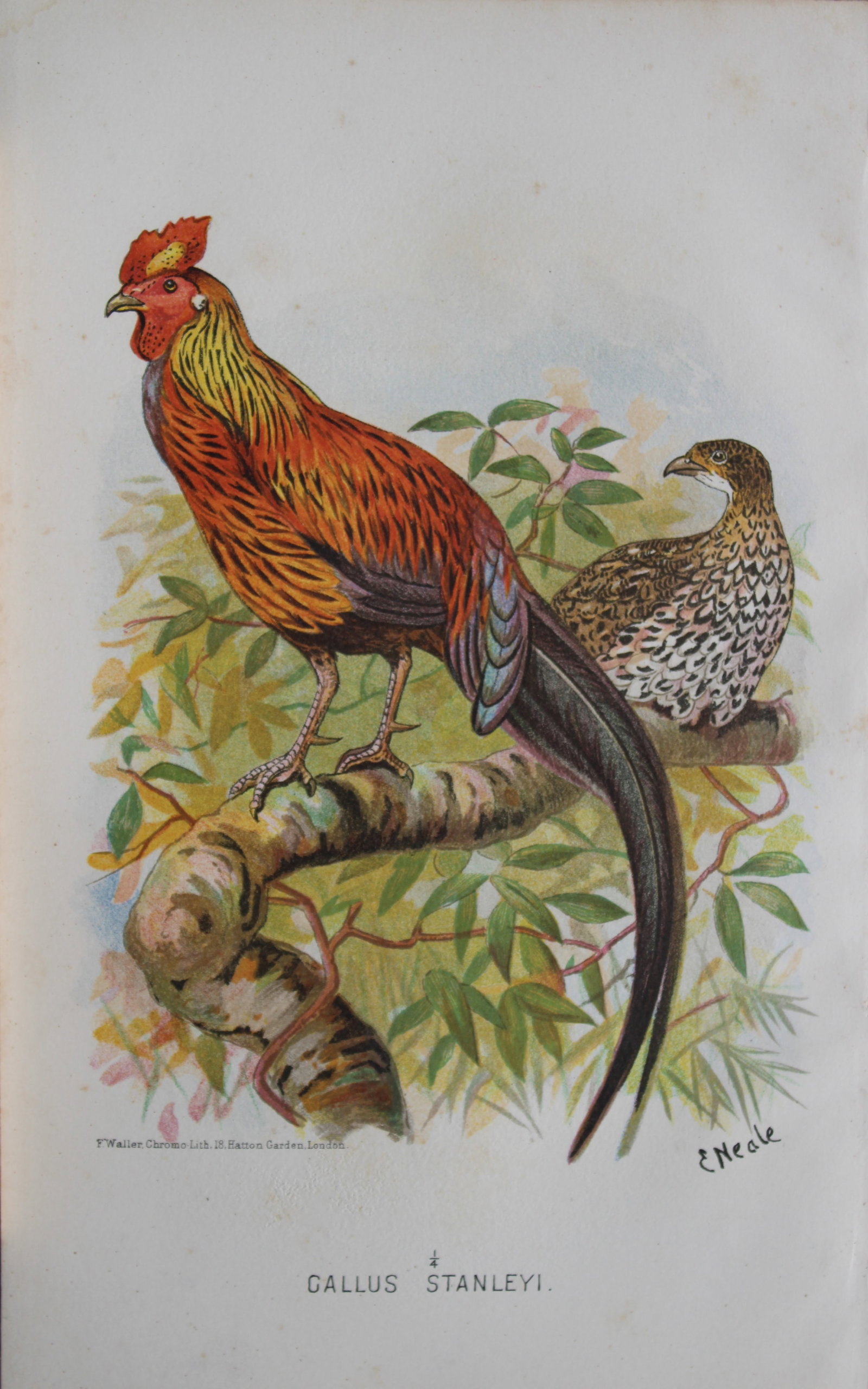 E Neale - Ceylon Jungle Fowl from Game Birds of India, Burmah and Ceylon 1879 (1 of 1)