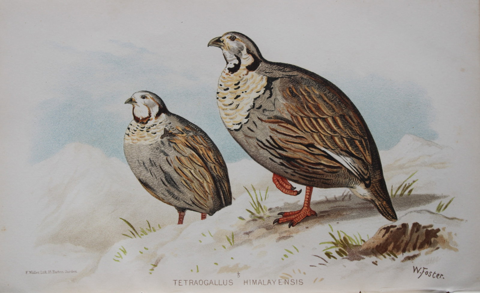 W Foster - Himalayan Snow Cock from Game Birds of India, Burmah and Ceylon 1879: This chromolithograph is from The Game Birds of India, Burma & Ceylon by Allan Octavian Hume and Charles Henry Tilson Marshall. Published Calcutta 1879. This work provides a fine collection of chromol