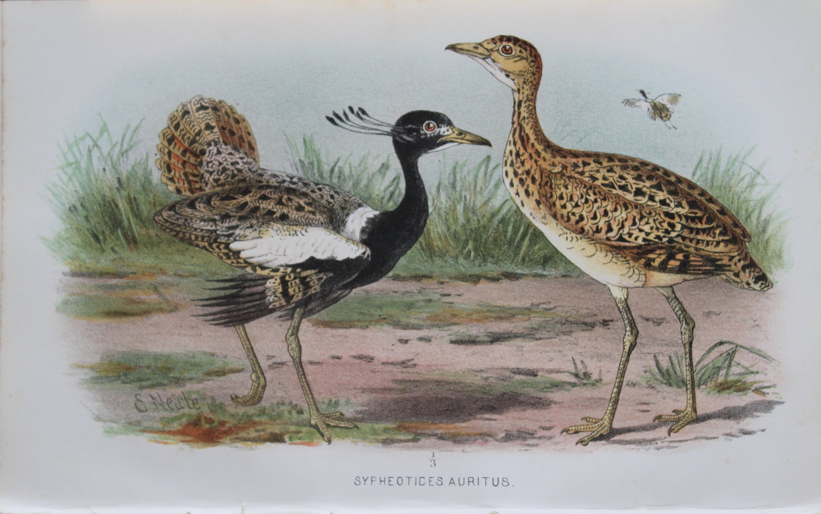 E Neale - Lesser Florican from Game Birds of India, Burmah and Ceylon 1879 (1 of 1)