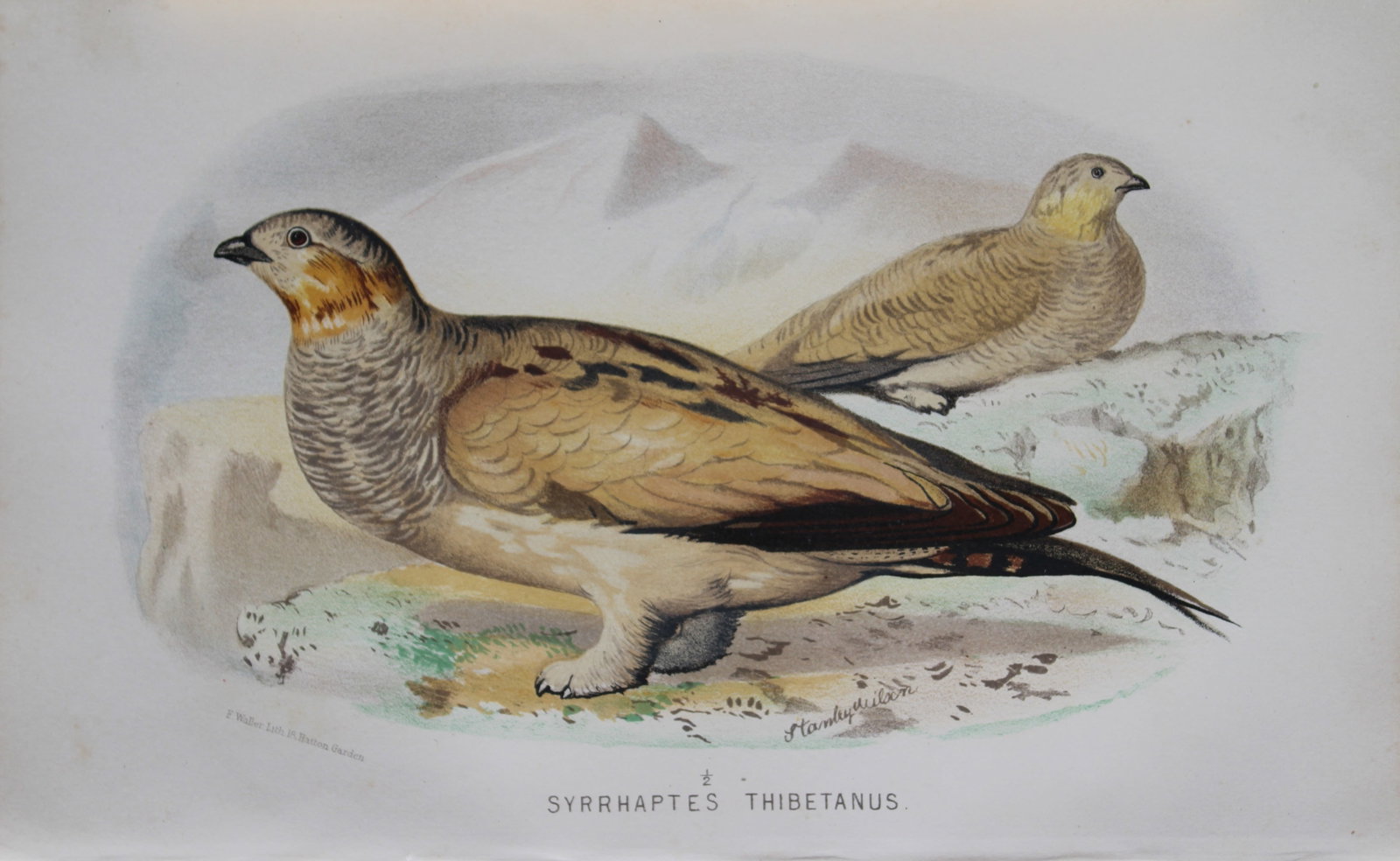 S Wilson - Tibetan Sand Grouse from Game Birds of India, Burmah and Ceylon 1879: This chromolithograph is from The Game Birds of India, Burma & Ceylon by Allan Octavian Hume and Charles Henry Tilson Marshall. Published Calcutta 1879. This work provides a fine collection of chromol