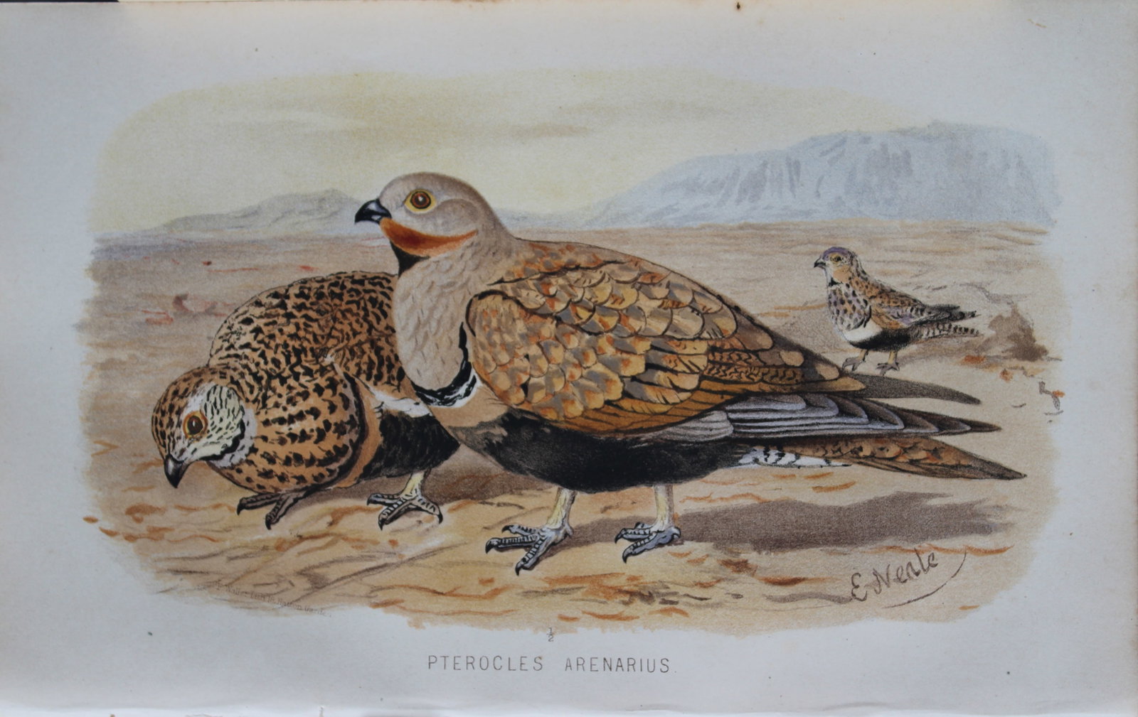 E Neale - Large Sand Grouse from Game Birds of India, Burmah and Ceylon 1879 (1 of 1)