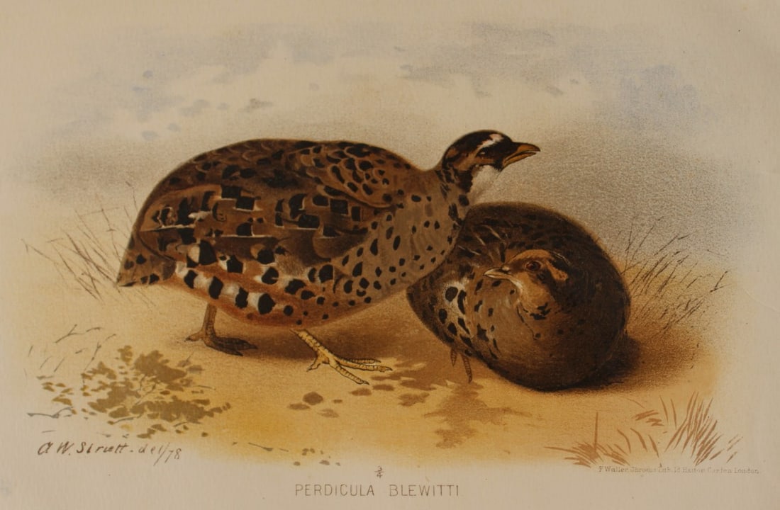 AW Strutt - Painted Bush Quail from Indian Game Birds 1879: This chromolithograph is from The Game Birds of India, Burma & Ceylon by Allan Octavian Hume and Charles Henry Tilson Marshall. Published Calcutta 1879. This work provides a fine collection of chromol