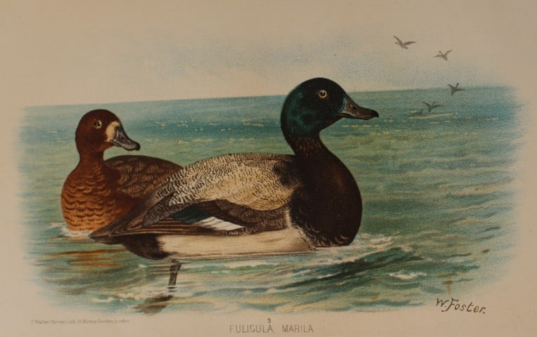 W Foster - Scaup Duck from Indian Game Birds 1879 (1 of 1)