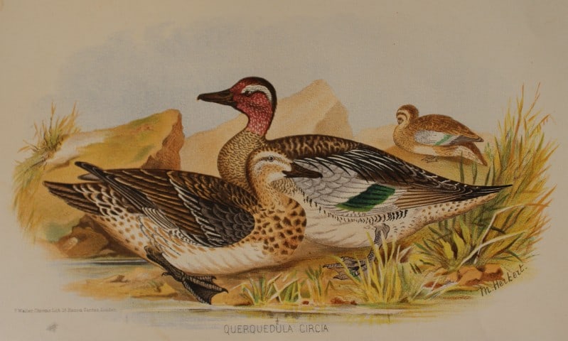 M Herbert - Garganey from Indian Game Birds 1879: This chromolithograph is from The Game Birds of India, Burma & Ceylon by Allan Octavian Hume and Charles Henry Tilson Marshall. Published Calcutta 1879. This work provides a fine collection of chromol