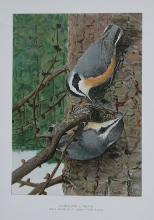 L Agassiz Fuertes - Chromolithograph of Red-breasted Nuthatch from Birds of New York 1903: This original antique chromolithograph is by Louis Agassiz Fuertes for The Forest, Fish and Game Commission, Albany, New York 1903.Size: approximately 9.5in x 12in