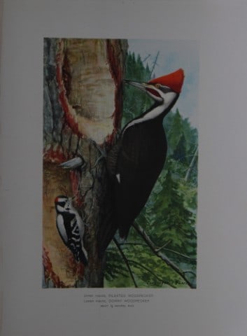 L Agassiz Fuertes - Chromolithograph of Pileated and Downy Woodpeckers from Birds of New York 1903: This original antique chromolithograph is by Louis Agassiz Fuertes for The Forest, Fish and Game Commission, Albany, New York 1903.Size: approximately 9.5in x 12in