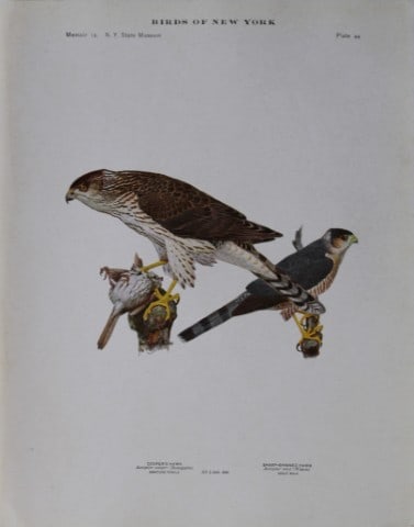 L Agassiz Fuertes - Chromolithograph of Hawks from Birds of New York 1910: This original antique chromolithograph is by Louis Agassiz Fuertes for The Forest, Fish and Game Commission, Albany, New York 1903.Size: approximately 9.5in x 12in