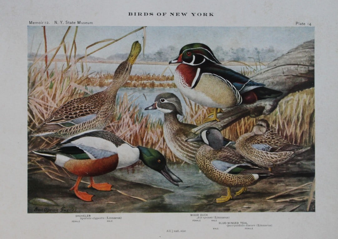 L Agassiz Fuertes - Chromolithograph of Shoveler and Wood Duck from Birds of New York 1910: This original antique chromolithograph is by Louis Agassiz Fuertes for The Forest, Fish and Game Commission, Albany, New York 1910.Size: approximately 9.5in x 12in