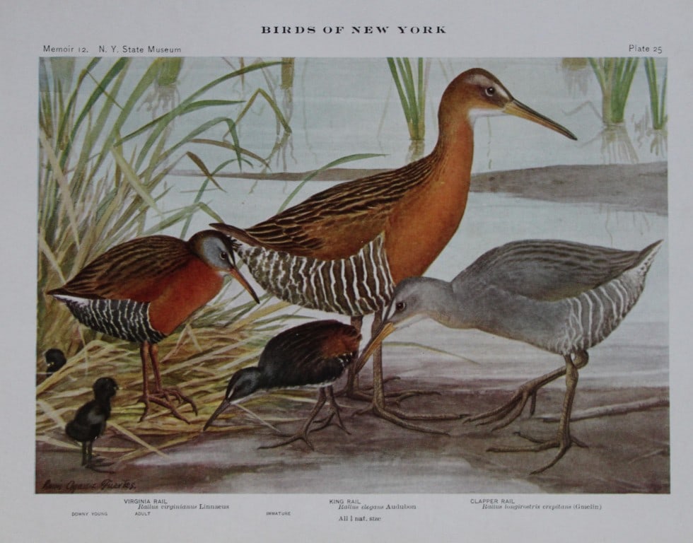 L Agassiz Fuertes - Chromolithograph of Rails from Birds of New York 1910: This original antique chromolithograph is by Louis Agassiz Fuertes for The Forest, Fish and Game Commission, Albany, New York 1910.Size: approximately 9.5in x 12in