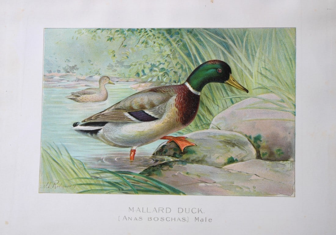 J Ridgway - Mallard duck, male from New York State Commission 1902: This original antique chromolithograph is by John L. Ridgway for The Forest, Fish and Game Commission, Albany, New York in 1902 Size: approximately 9.5in x 12in