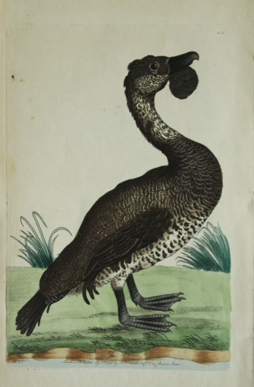 Frederick Nodder - Lobated Duck 1790: This beautiful copper engraving with original hand colouring is from The Naturalist's Miscellany by George Shaw and illustrated by Frederick P Nodder. Published in London 1790-1813. Size: 9.5in x 5.5i