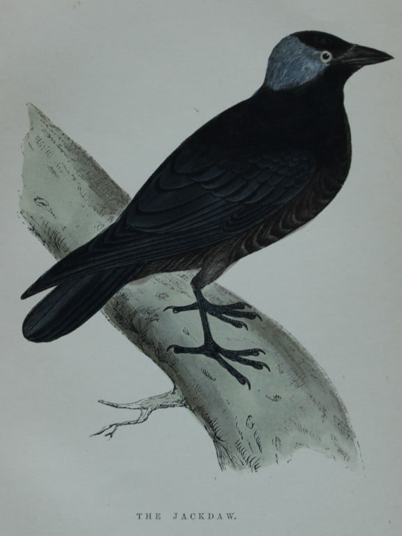 WT Greene - Hand coloured print of Jackdaw 1885 (1 of 1)