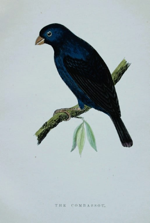 WT Greene - Hand coloured print of The Combassou 1885: This rare print is from Birds I Have Kept in Years Gone By - William T Greene, London 1885. Size: 7in x 5in (18cm x 13cm)