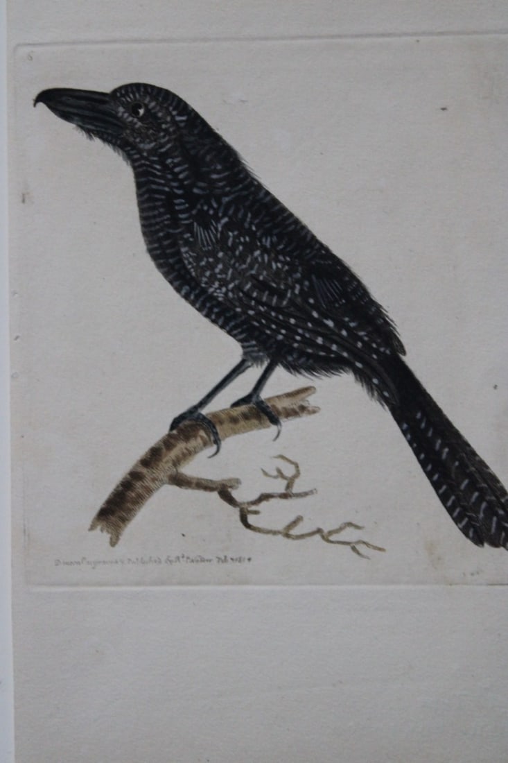 Richard Nodder - Rare engraving of Lineated Shrike 1814: This hand coloured copperplate engraving is from The Zoological Miscellany being the Descriptions of New or Interesting Animals by William Elford Leach and illustrated with coloured figures drawn from