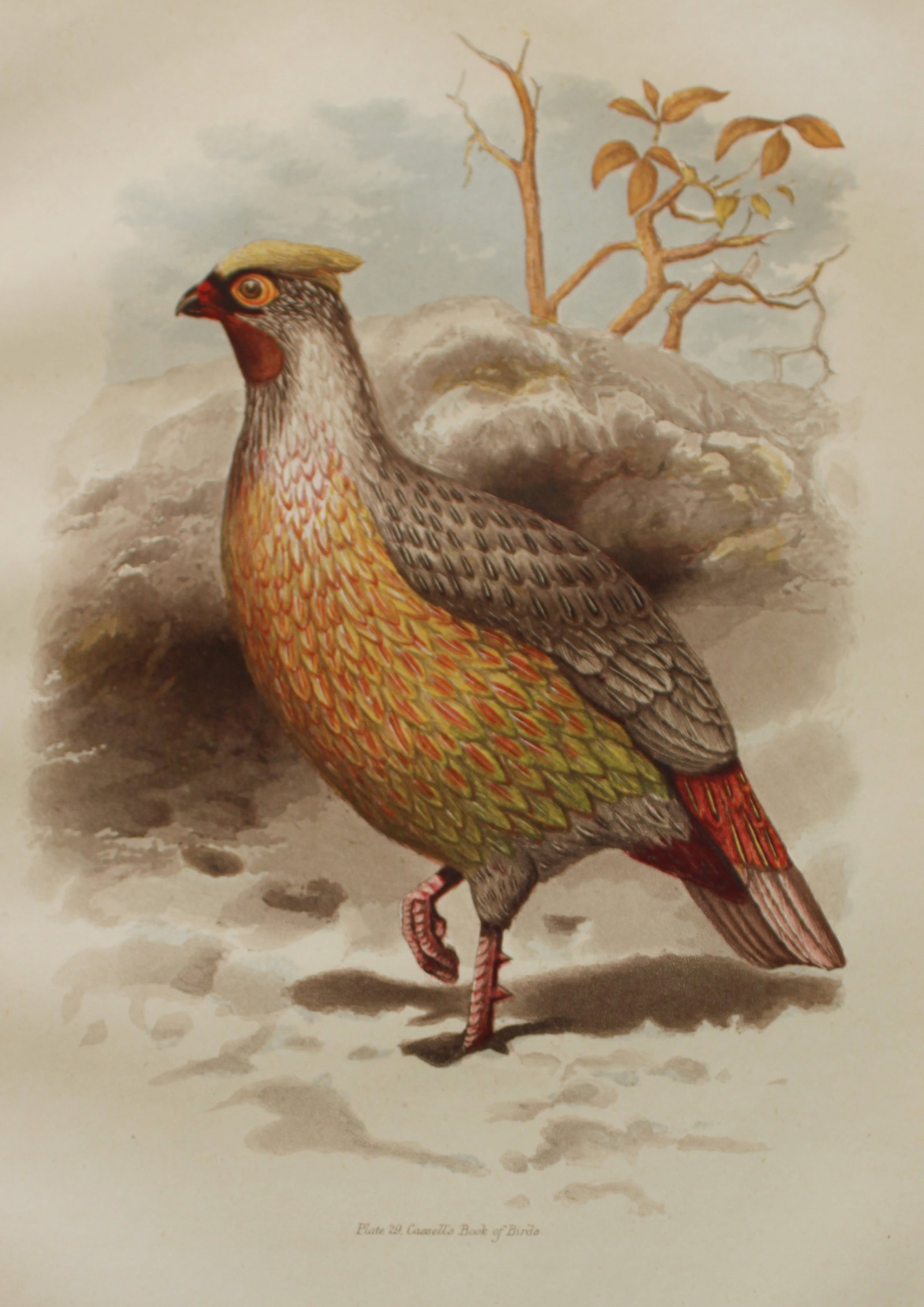 Thomas Rymer Jones - Sanguine Francolin 1869: This beautiful print is from Cassell's Book of Birds from the text of Dr Brehm by Thomas Rhymer Jones FRS. Published by Cassell, Petter & Galpin, London 1869.Original antique chromolithograph with bir