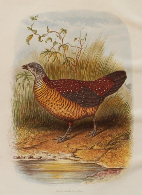 Thomas Rymer Jones - Painted Spur Fowl 1869: This beautiful print is from Cassell's Book of Birds from the text of Dr Brehm by Thomas Rhymer Jones FRS. Published by Cassell, Petter & Galpin, London 1869.Original antique chromolithograph with bir