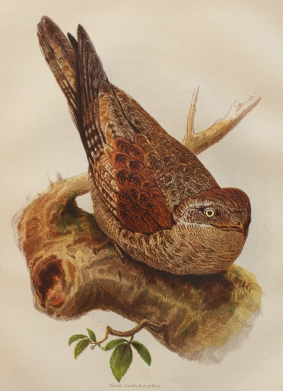 Thomas Rymer Jones - Tawny Goatsucker 1869: This beautiful print is from Cassell's Book of Birds from the text of Dr Brehm by Thomas Rhymer Jones FRS. Published by Cassell, Petter & Galpin, London 1869.Original antique chromolithograph with bir