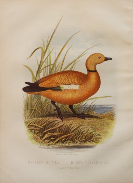 Thomas Rymer Jones - Ruddy Shieldrake 1869: This beautiful print is from Cassell's Book of Birds from the text of Dr Brehm by Thomas Rhymer Jones FRS. Published by Cassell, Petter & Galpin, London 1869.Original antique chromolithograph with bir