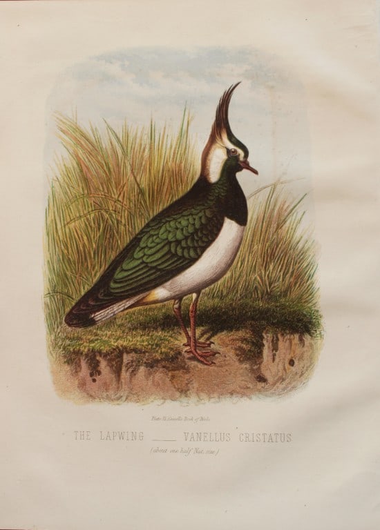 Thomas Rymer Jones - The Nightingale 1869: This beautiful print is from Cassell's Book of Birds from the text of Dr Brehm by Thomas Rhymer Jones FRS. Published by Cassell, Petter & Galpin, London 1869.Original antique chromolithograph with bir