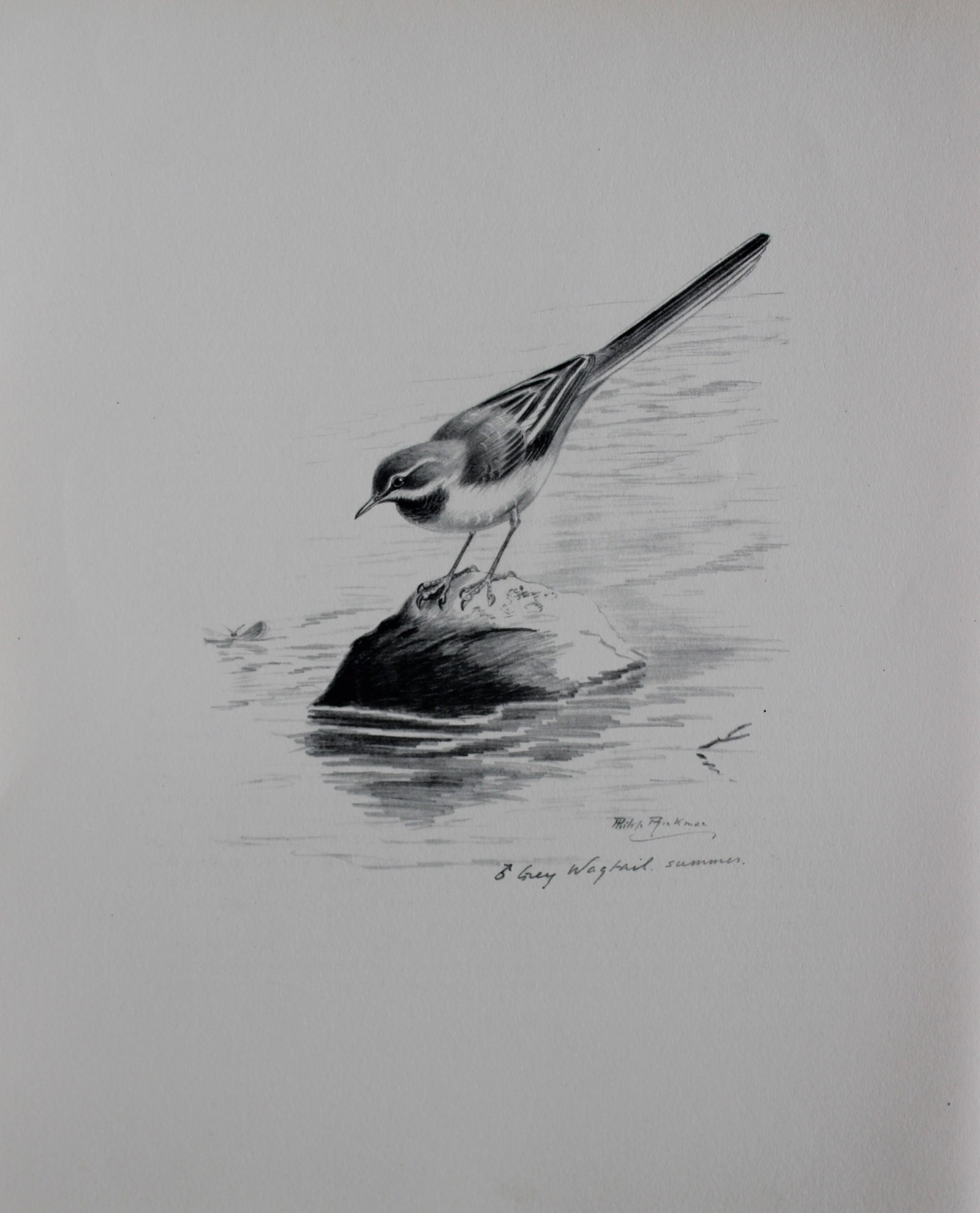 Philip Rickman - Print of pencil drawings of Grey Wagtail 1938 (1 of 1)