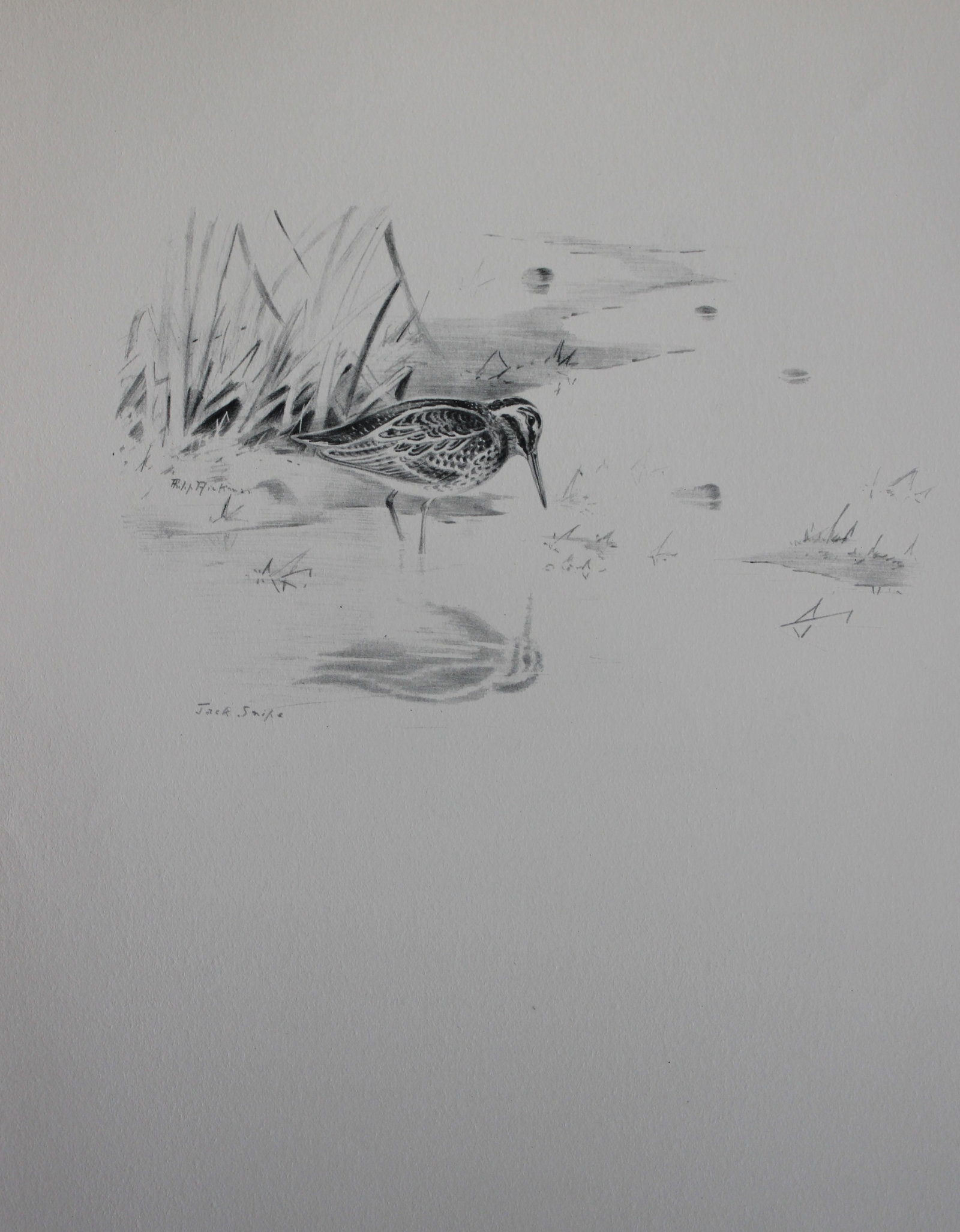 Philip Rickman - Print of pencil drawings of Jack Snipe 1938 (1 of 1)