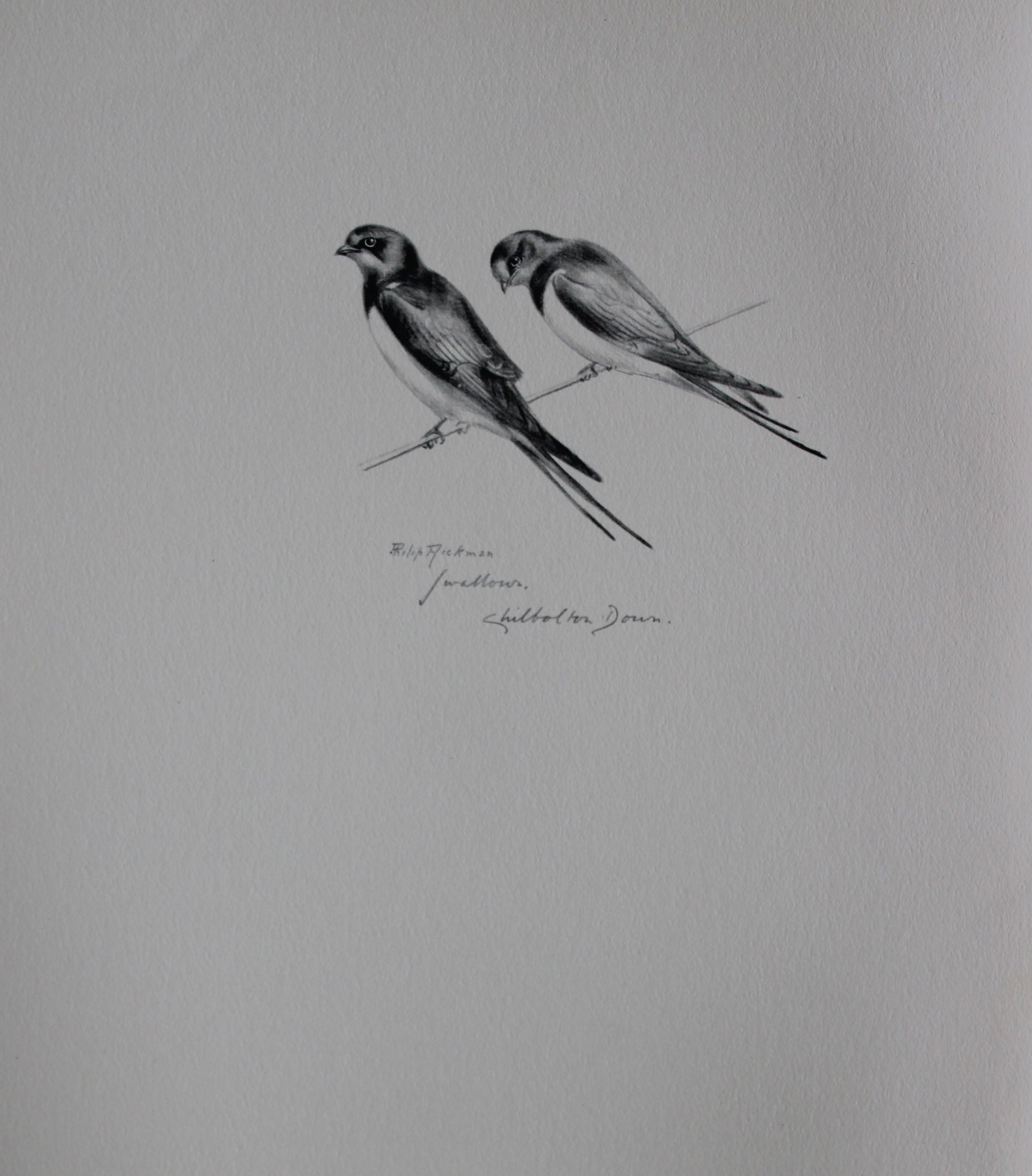 Philip Rickman - Print of pencil drawings of Swallows 1938 (1 of 1)