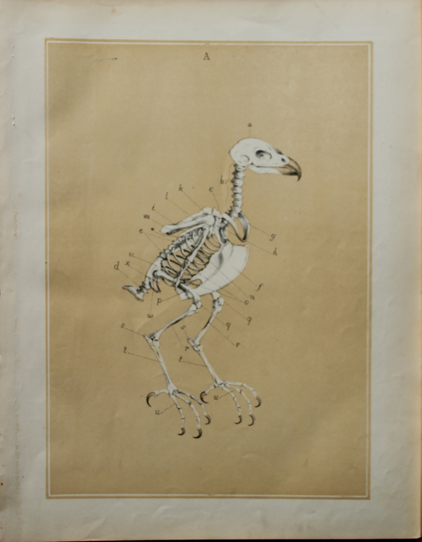 Theodore Jasper - Skeleton of a bird 1878: This chromolithographic plate was drawn by Theodore Jasper and is from Ornithology or The Science of Birds. Published by by Jacob H Studer and Co, Ohio 1878.