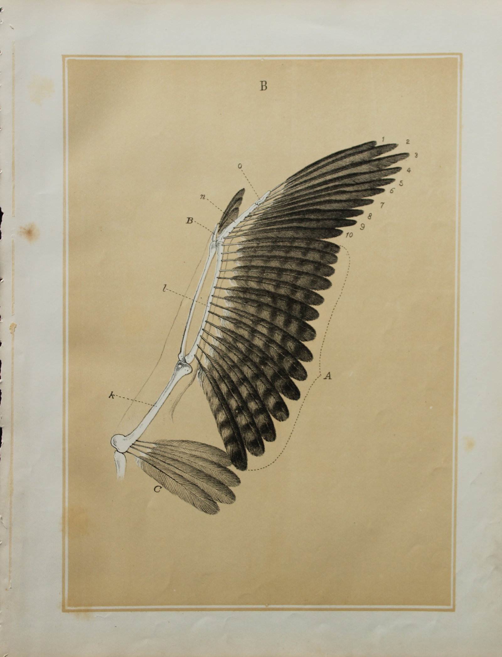 Theodore Jasper - Structure of a bird's wing 1878 (1 of 1)
