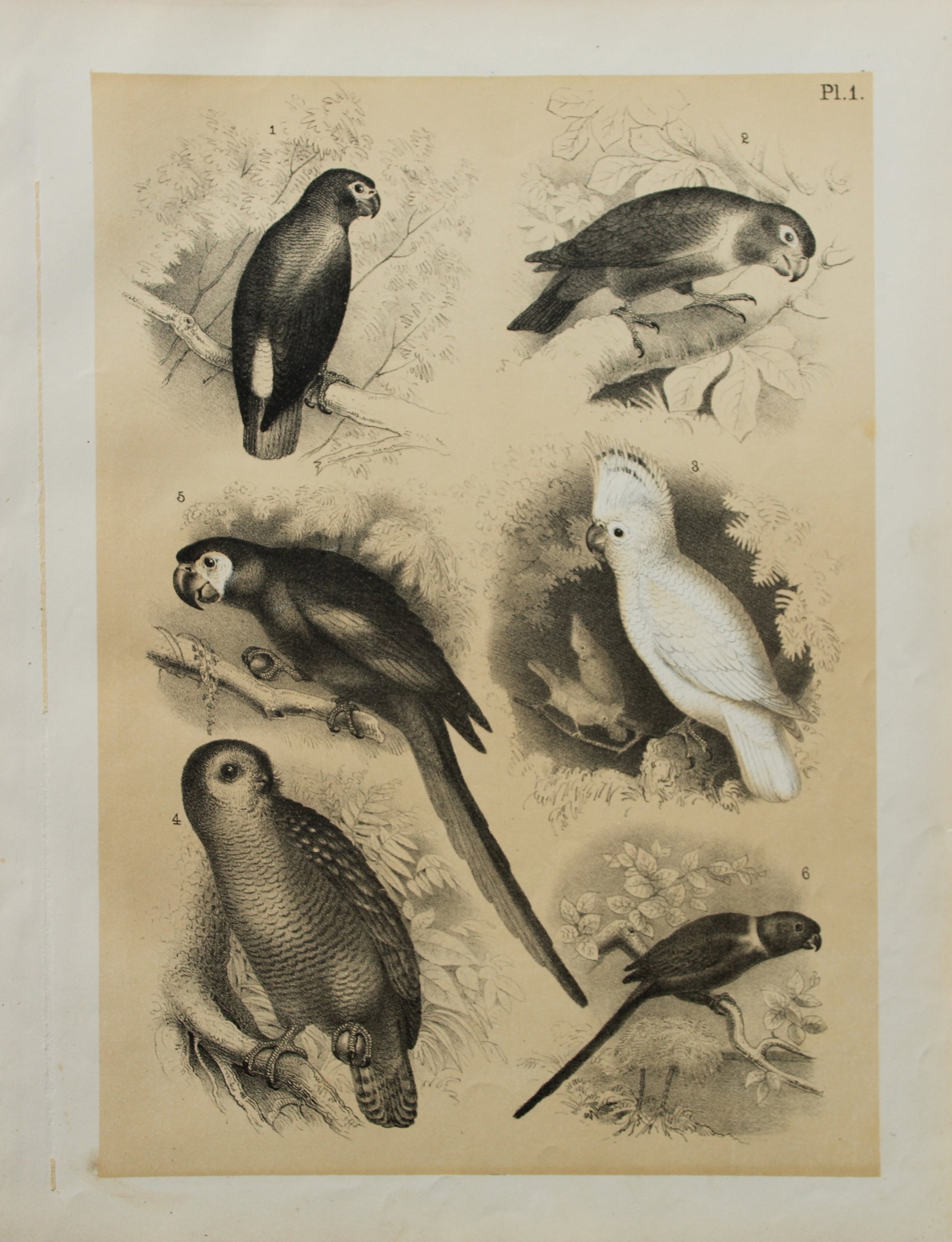 Theodore Jasper - Cockatoo, Macao, Lori etc 1878 (1 of 1)
