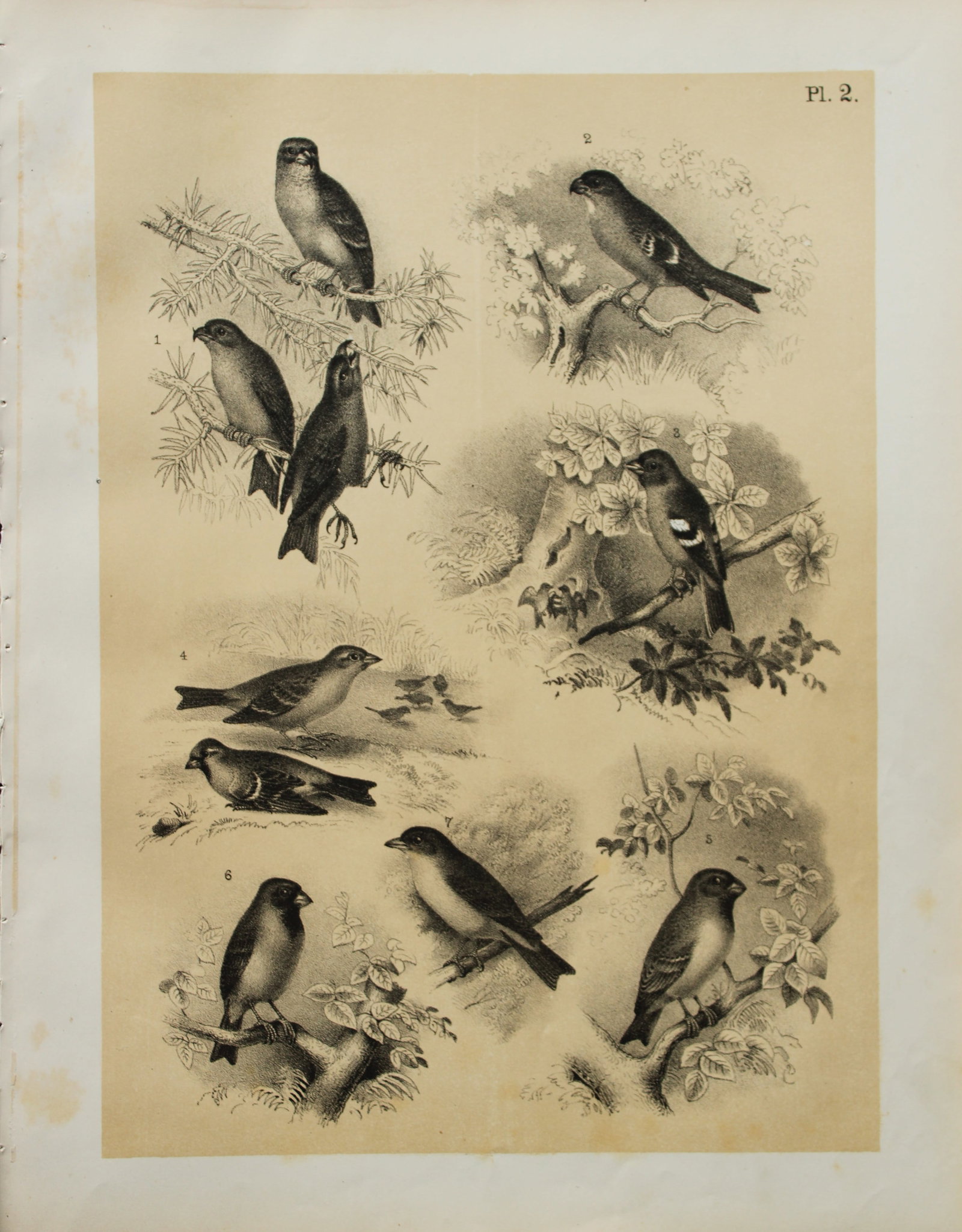 Theodore Jasper - Finches, Sparrow, Grosbeak etc 1878: This chromolithographic plate was drawn by Theodore Jasper and is from Ornithology or The Science of Birds. Published by by Jacob H Studer and Co, Ohio 1878.