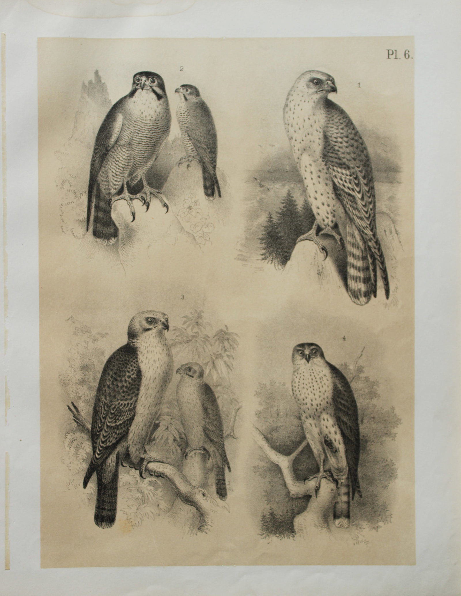Theodore Jasper - Starling, Bird of Paradise, Oriole etc 1878 (1 of 1)