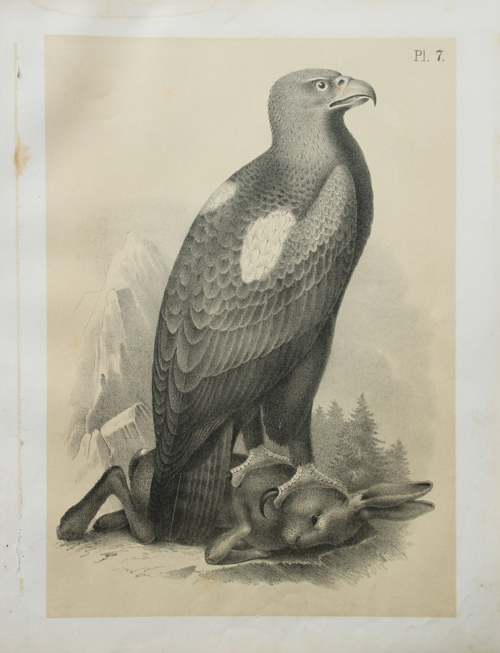 Theodore Jasper - Falcons and a Hawk 1878: This chromolithographic plate was drawn by Theodore Jasper and is from Ornithology or The Science of Birds. Published by by Jacob H Studer and Co, Ohio 1878.