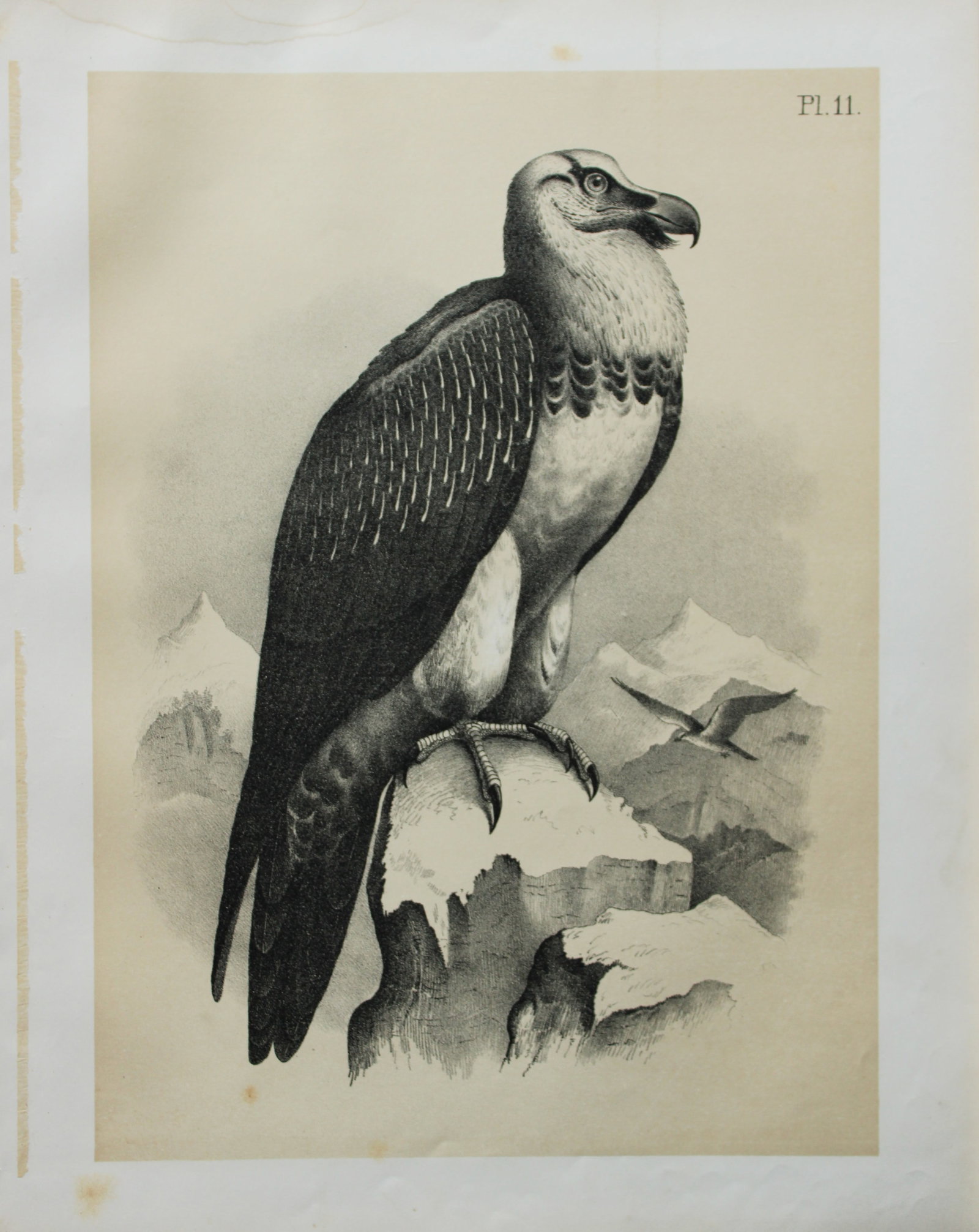 Theodore Jasper - Secretary Bird 1878: This chromolithographic plate was drawn by Theodore Jasper and is from Ornithology or The Science of Birds. Published by by Jacob H Studer and Co, Ohio 1878.