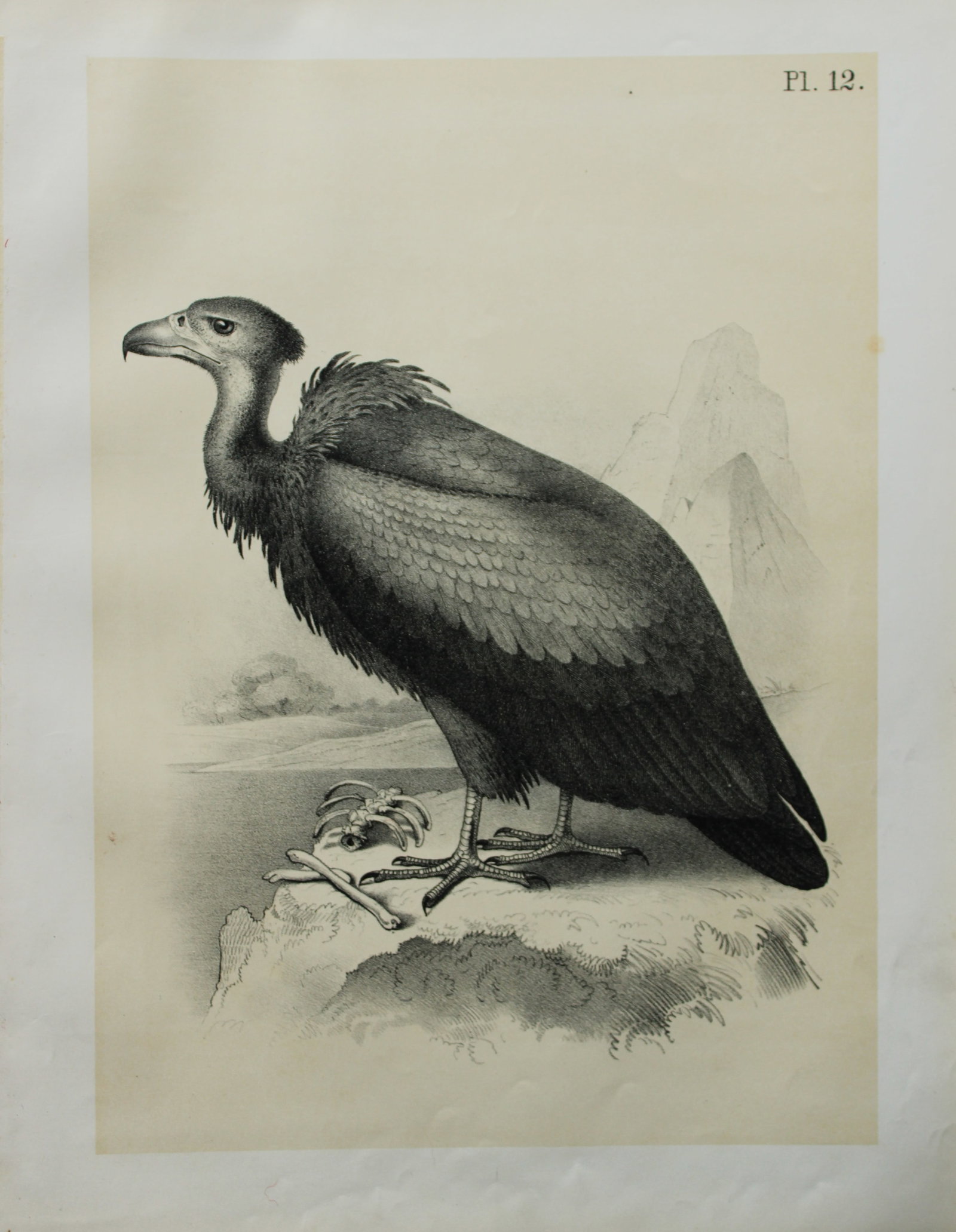 Theodore Jasper - Bearded Vulture 1878: This chromolithographic plate was drawn by Theodore Jasper and is from Ornithology or The Science of Birds. Published by by Jacob H Studer and Co, Ohio 1878.