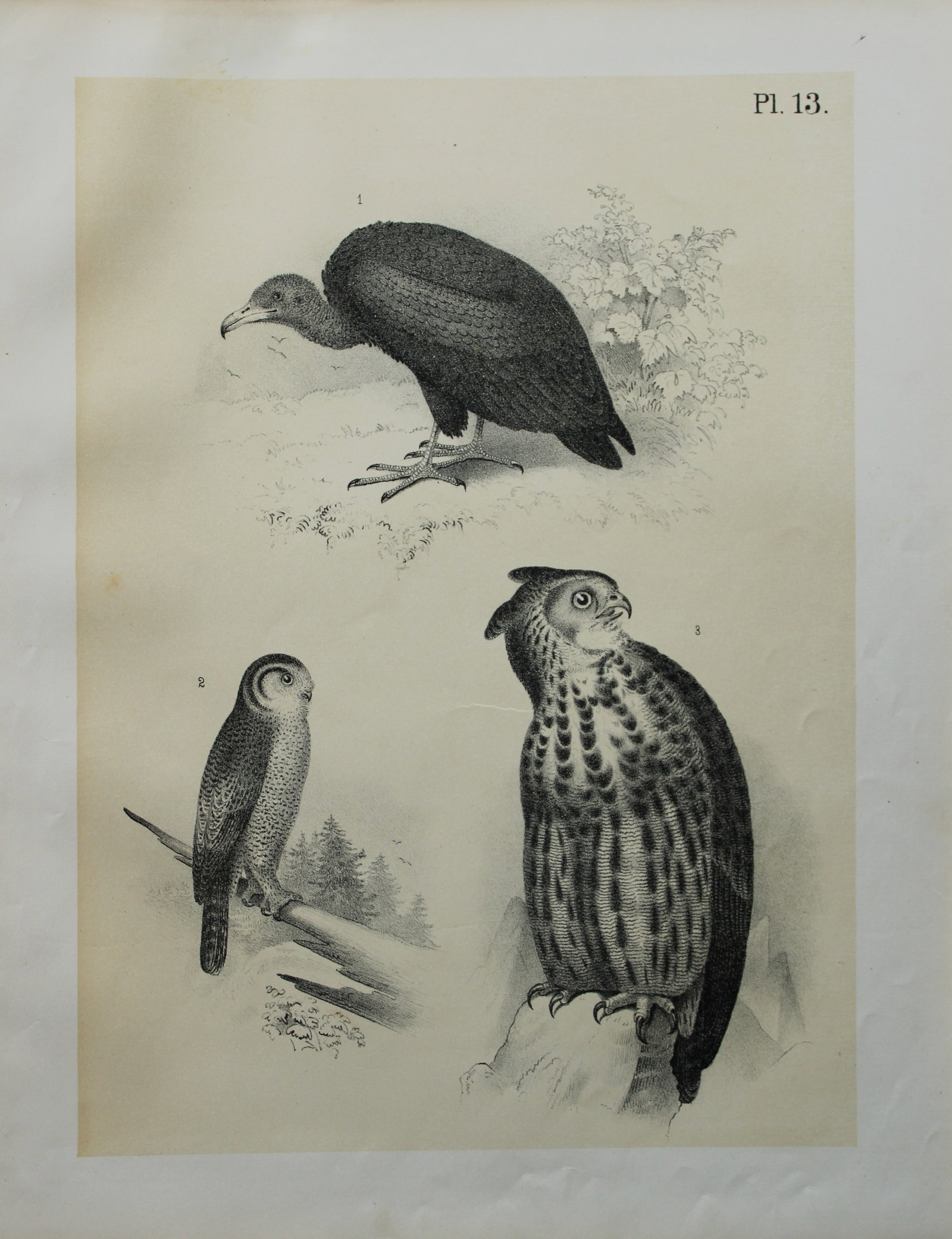 Theodore Jasper - Brown Vulture 1878: This chromolithographic plate was drawn by Theodore Jasper and is from Ornithology or The Science of Birds. Published by by Jacob H Studer and Co, Ohio 1878.